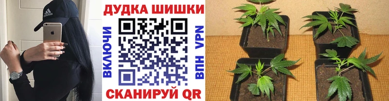 Бошки марихуана ГИДРОПОН  Ивантеевка 